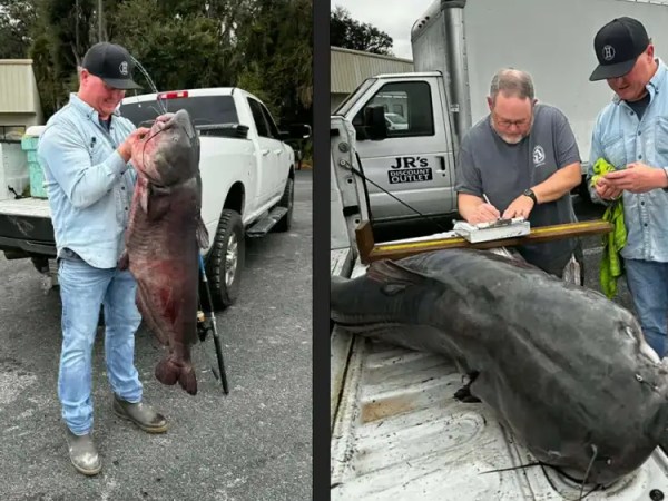 New Florida State record Blue&nbsp;Catfish