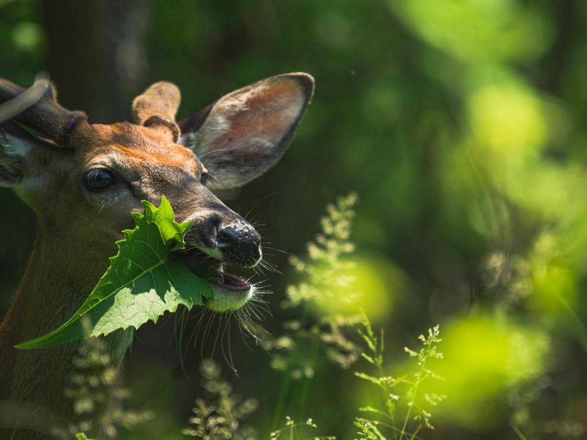 How Weather Changes Deer Movement in&nbsp;Florida
