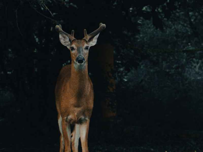 Early Summer Deer&nbsp;Preparation