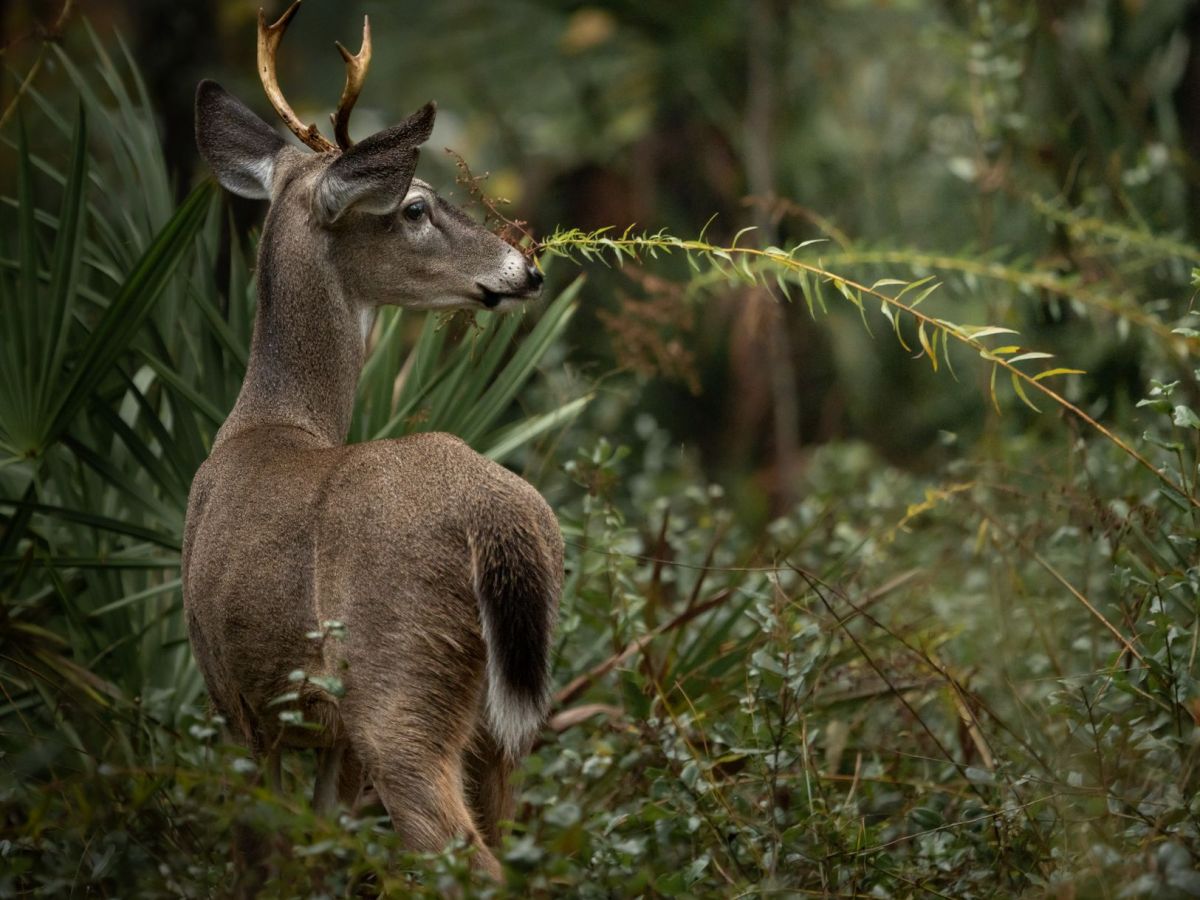 Quota Hunt Applications Are&nbsp;Open