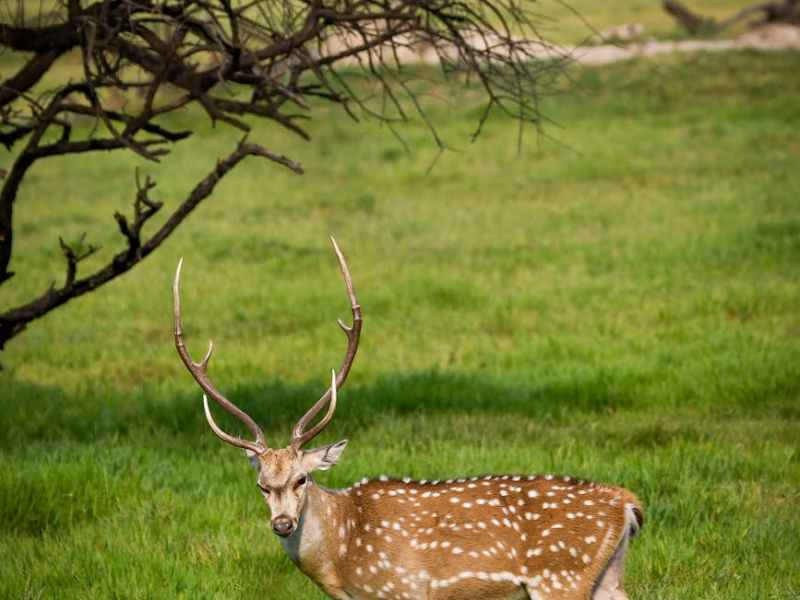 North Florida Private Land Hunting&nbsp;Opportunites