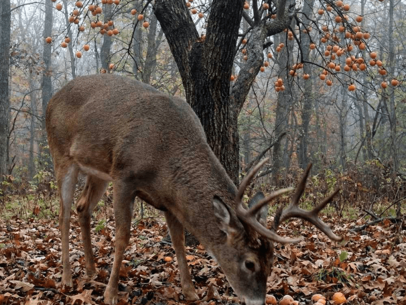 The Best Native Deer Foods in North Florida (And Where to Find&nbsp;Them)