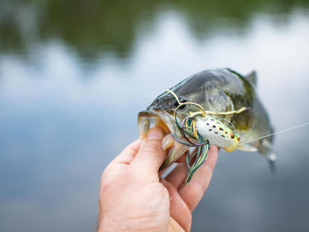 Top 10 Largemouth Bass Fisheries in North&nbsp;Florida